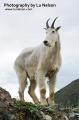 _IGP6584 majestic mountain goat